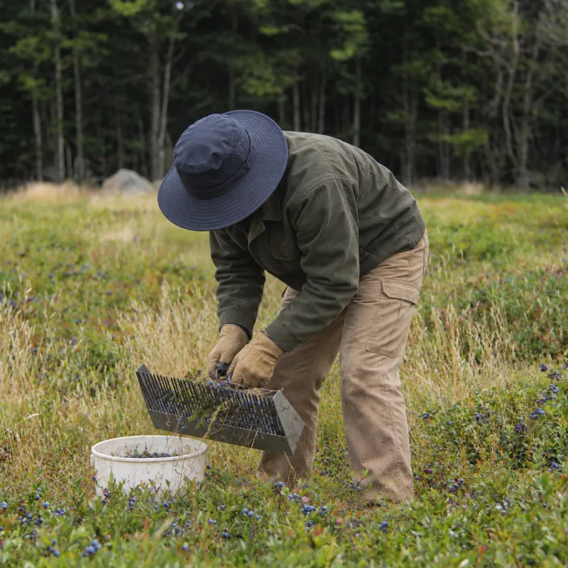 An anonymous worker in olive workwear and a navy hat gathering wild blueberries with a hand rake.