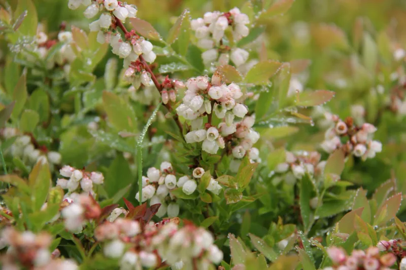 Bell-shaped blueberry blossoms with drops of dew.