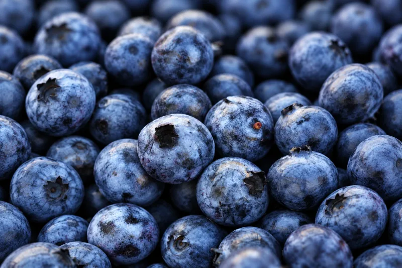 A horizontal close-up of blueberries in deeper focus, showing dusty blue skins and varied blossom crowns.
