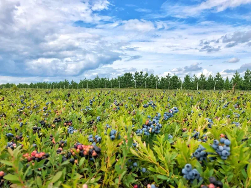 A wide field of low-growing wild-blueberry plants.