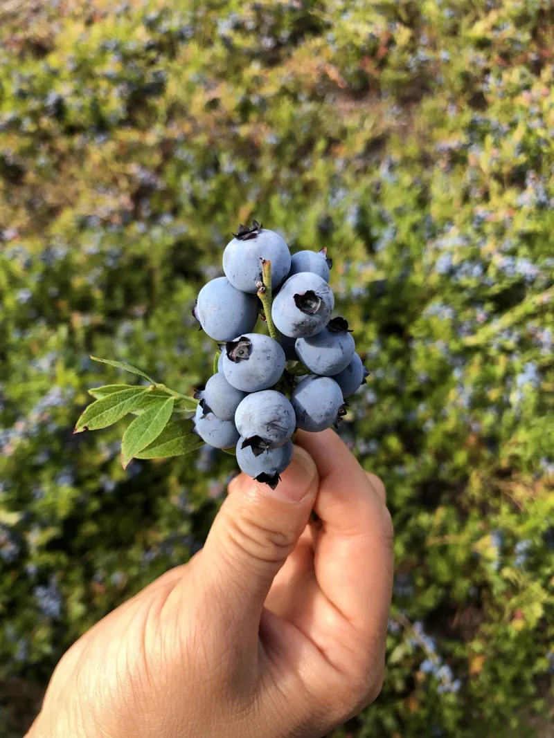 A small wild-blueberry sprig held in a hand.