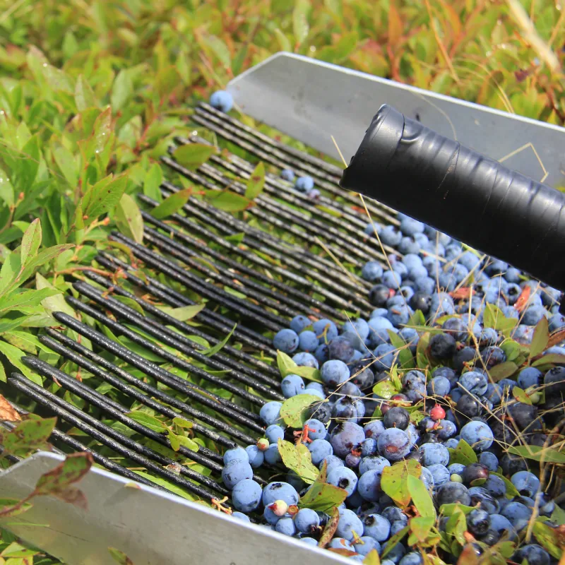 Wild blueberries gathered in a harvest rake.