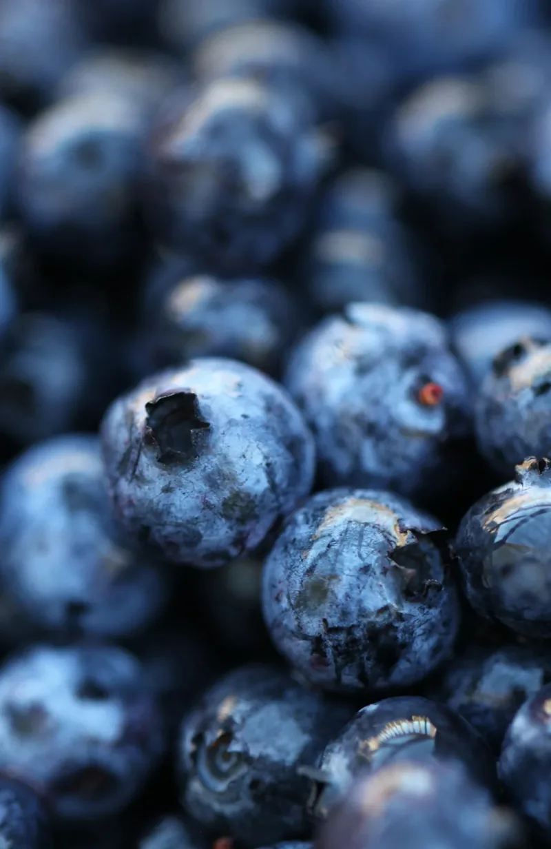 Close detail of wild blueberries, their pale bloom and star-shaped calyx.