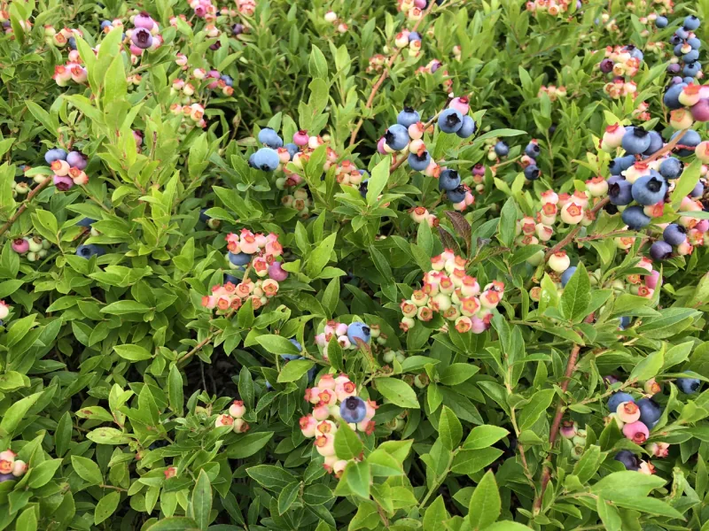 Blueberries at different stages of ripeness on their native plants.